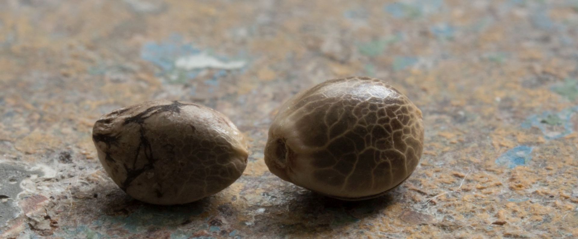 Graines de chanvre complètes (vrac 1kg) - Les Chanvres de l'Atlantique