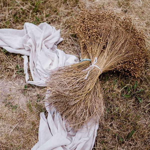 chanvre-textile-transformation-plante-fibre