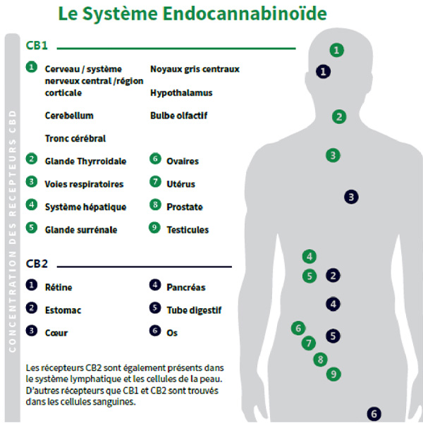 chanvre_bien_etre_systeme_endocanabinoide