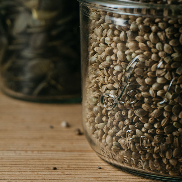 chanvre alimentaire-graine de chanvre-chanvre bienfaits-nunti sunya