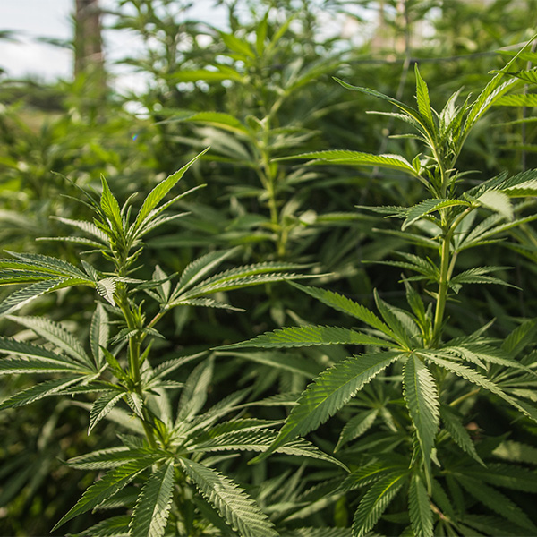 Chanvre (Cannabis sativa) - Utilisations et bienfaits- Plantes et Santé